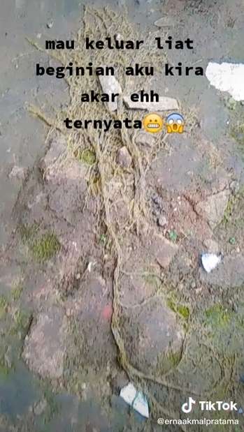 Sempat Dikira Akar Pohon, Wanita Syok Temukan Ribuan Hewan Keluar dari Tanah, Lihat 8 Potretnya Menjijikan