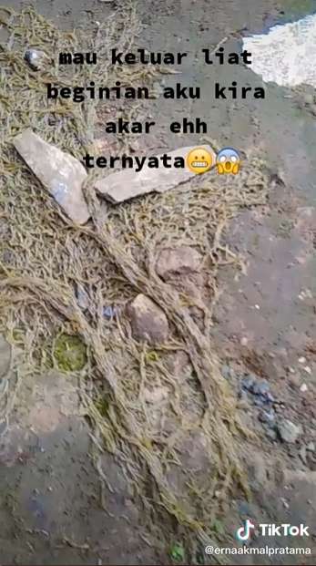 Sempat Dikira Akar Pohon, Wanita Syok Temukan Ribuan Hewan Keluar dari Tanah, Lihat 8 Potretnya Menjijikan