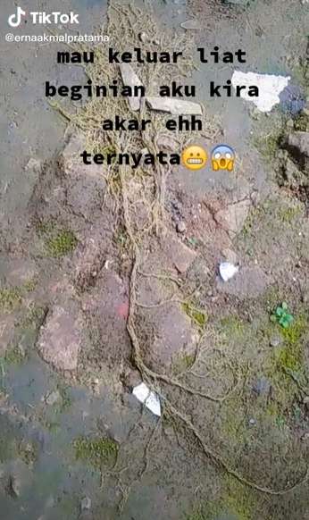 Sempat Dikira Akar Pohon, Wanita Syok Temukan Ribuan Hewan Keluar dari Tanah, Lihat 8 Potretnya Menjijikan