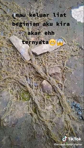 Sempat Dikira Akar Pohon, Wanita Syok Temukan Ribuan Hewan Keluar dari Tanah, Lihat 8 Potretnya Menjijikan