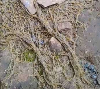 Sempat Dikira Akar Pohon, Wanita Syok Temukan Ribuan Hewan Keluar dari Tanah, Lihat 8 Potretnya Menjijikan