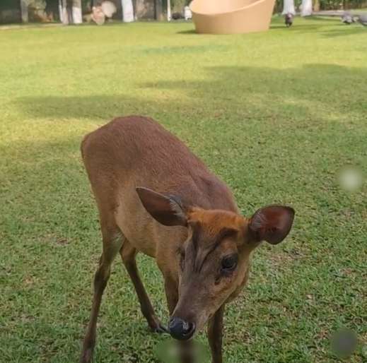 10 Potret Rumah Mewah Mayangsari di Purwokerto, The Real Istana, Rusa Berkeliaran di Halaman