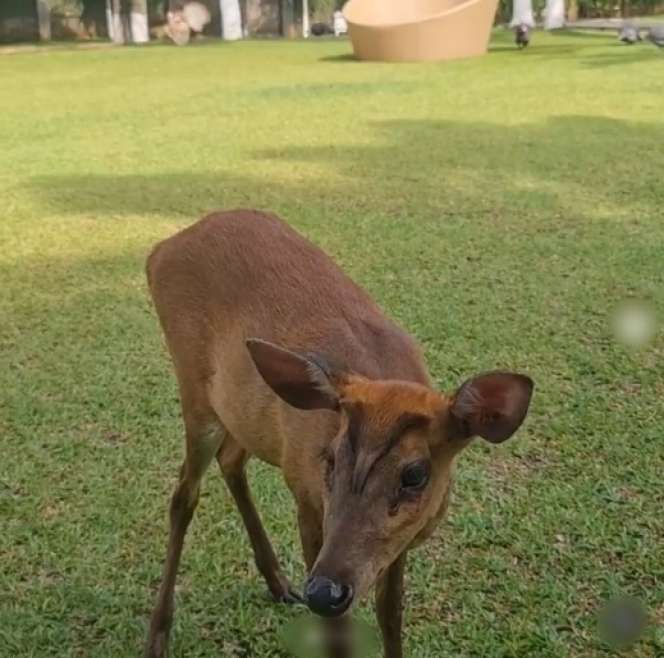 10 Potret Rumah Mewah Mayangsari di Purwokerto, The Real Istana, Rusa Berkeliaran di Halaman