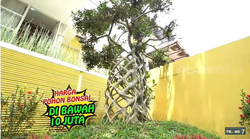 10 Potret Rumah Super Mewah Diana Dee Starlight, ‘Pemersatu Bangsa’ Saingan Tante Ernie!