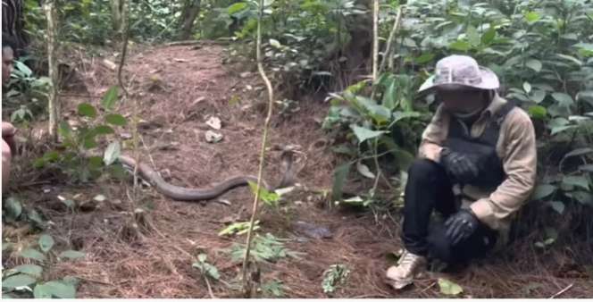 8 Momen Panji Petualang Ketemu Monster King Kobra Penghuni Hutan Angker, Garaga Kalah Gede!