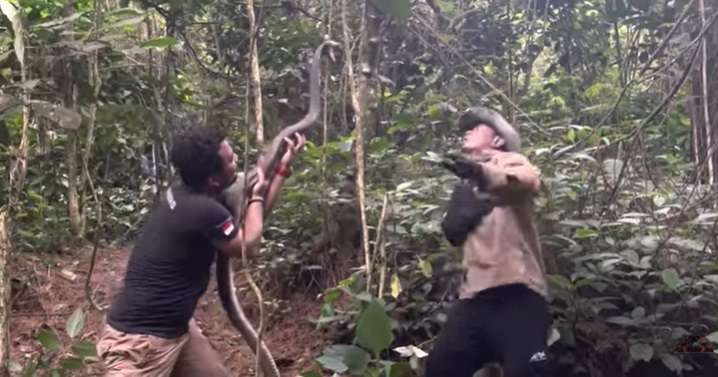 8 Momen Panji Petualang Ketemu Monster King Kobra Penghuni Hutan Angker, Garaga Kalah Gede!