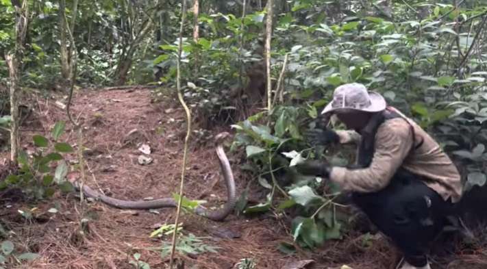 8 Momen Panji Petualang Ketemu Monster King Kobra Penghuni Hutan Angker, Garaga Kalah Gede!