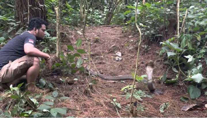 8 Momen Panji Petualang Ketemu Monster King Kobra Penghuni Hutan Angker, Garaga Kalah Gede!