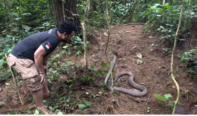8 Momen Panji Petualang Ketemu Monster King Kobra Penghuni Hutan Angker, Garaga Kalah Gede!