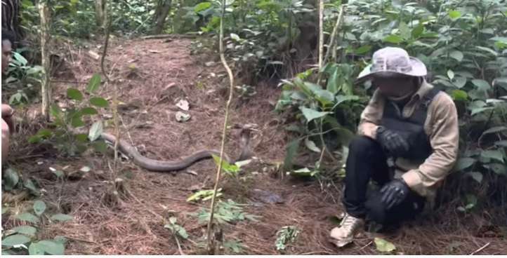 8 Momen Panji Petualang Ketemu Monster King Kobra Penghuni Hutan Angker, Garaga Kalah Gede!