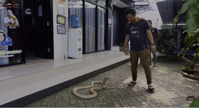Ngeri, Momen Panji Petualang Latih King Kobra Goldi, Nyaris Kena Serangan Fatal!