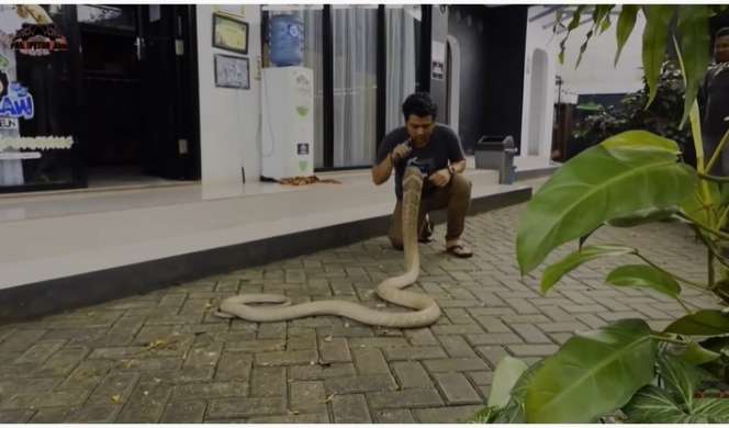 Ngeri, Momen Panji Petualang Latih King Kobra Goldi, Nyaris Kena Serangan Fatal!