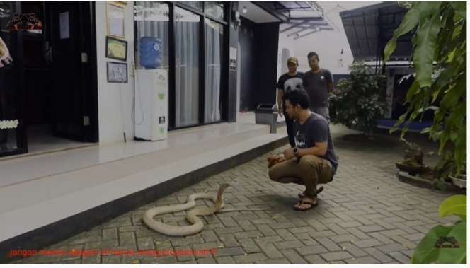 Ngeri, Momen Panji Petualang Latih King Kobra Goldi, Nyaris Kena Serangan Fatal!