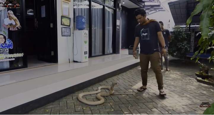 Ngeri, Momen Panji Petualang Latih King Kobra Goldi, Nyaris Kena Serangan Fatal!