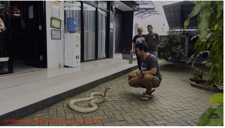 Ngeri, Momen Panji Petualang Latih King Kobra Goldi, Nyaris Kena Serangan Fatal!