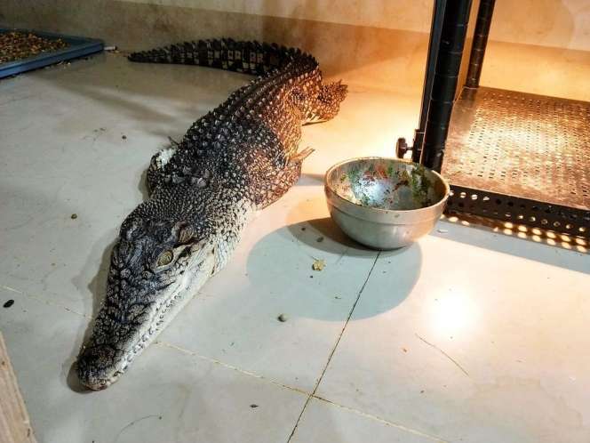 8 Potret Cewek Cantik Viral Pelihara 6 Buaya di Rumah, Tidur hingga ke Toilet Bareng!