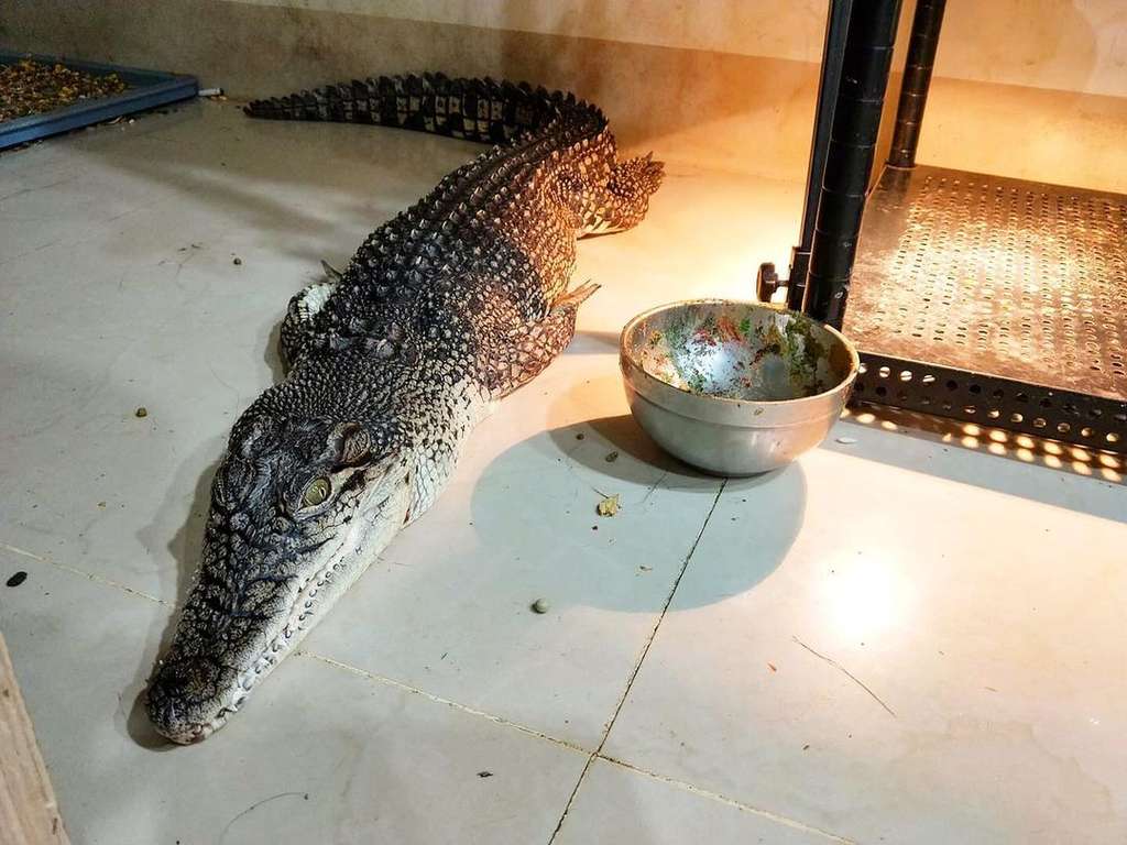 8 Potret Cewek Cantik Viral Pelihara 6 Buaya di Rumah, Tidur hingga ke Toilet Bareng!