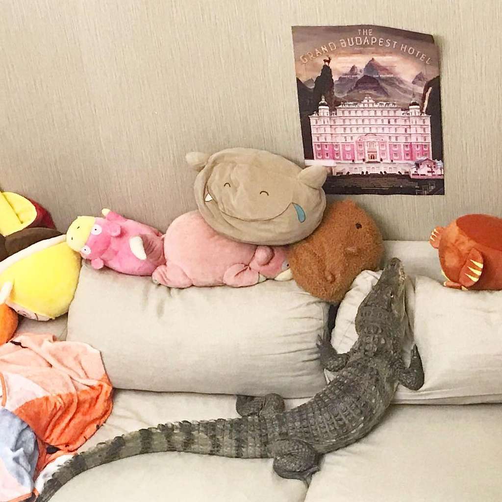 8 Potret Cewek Cantik Viral Pelihara 6 Buaya di Rumah, Tidur hingga ke Toilet Bareng!