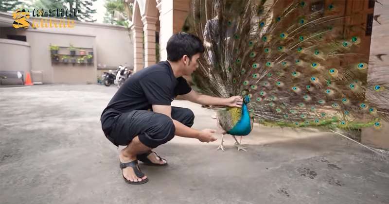 10 Potret Kebun Binatang Pribadi Alshad Ahmad, Kandang Khusus Harimaunya Ngeri Banget!