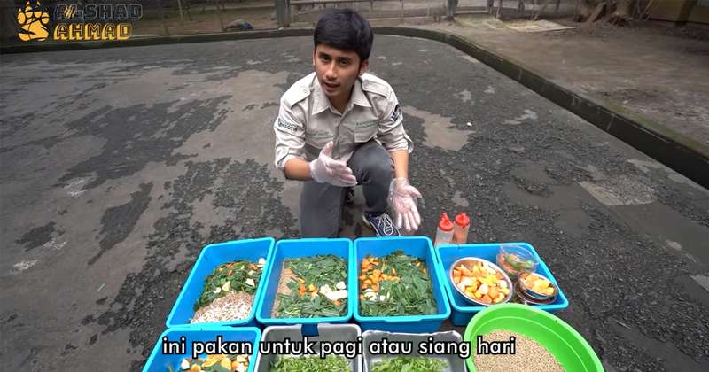 10 Potret Kebun Binatang Pribadi Alshad Ahmad, Kandang Khusus Harimaunya Ngeri Banget!