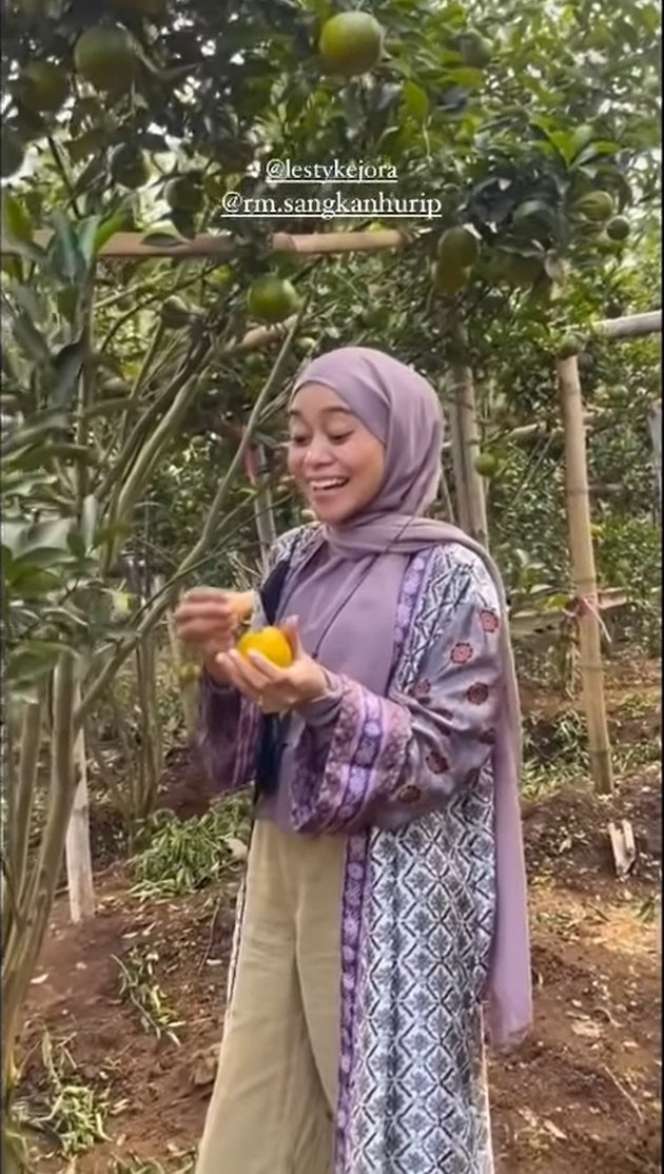 Jarang Terekspos, Inilah Potret Kebun Jeruk Lesti Kejora yang Super Luas dan Berbuah Lebat!