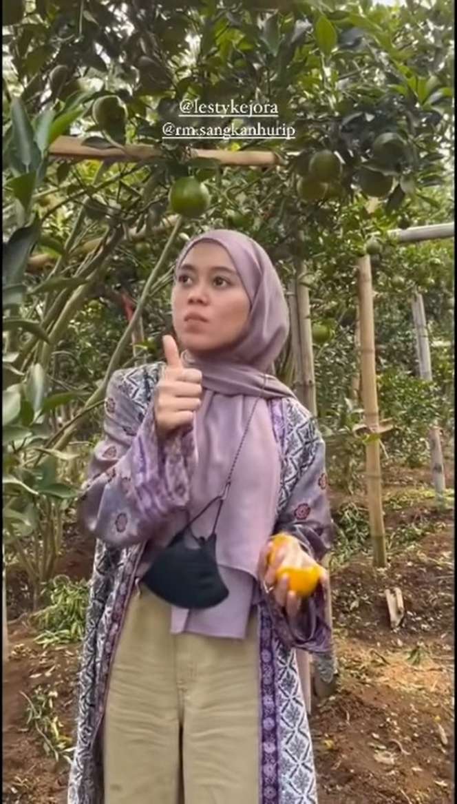 Jarang Terekspos, Inilah Potret Kebun Jeruk Lesti Kejora yang Super Luas dan Berbuah Lebat!