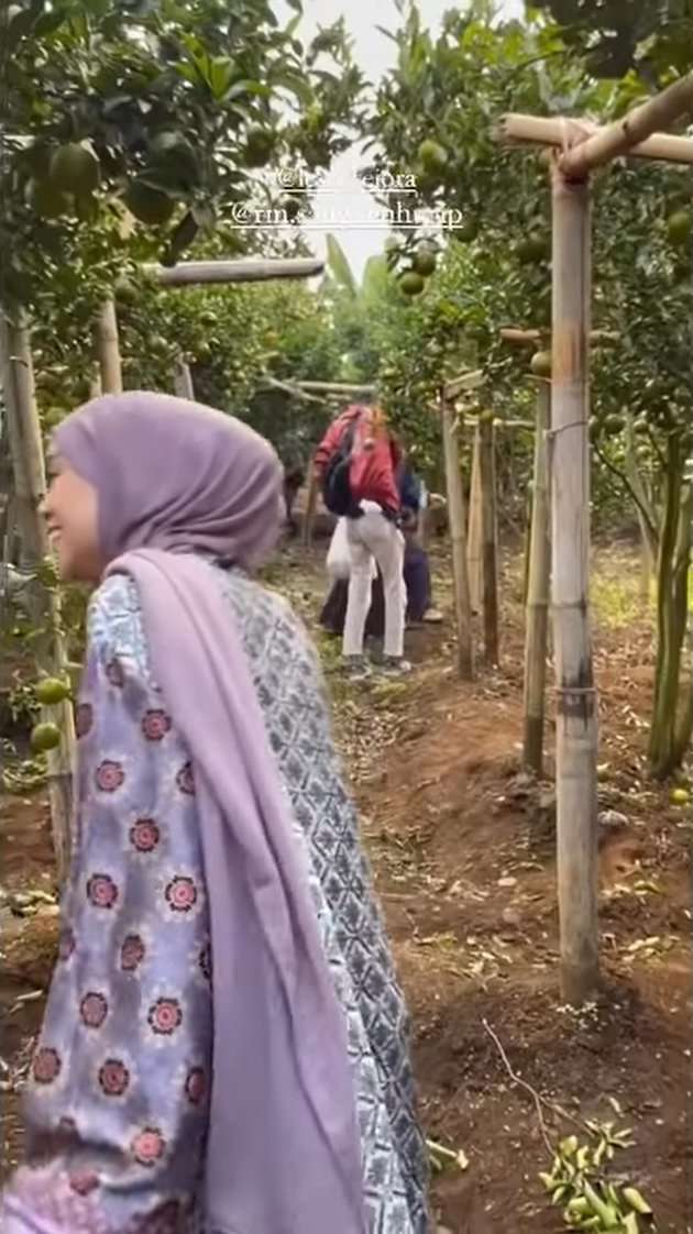 Jarang Terekspos, Inilah Potret Kebun Jeruk Lesti Kejora yang Super Luas dan Berbuah Lebat!