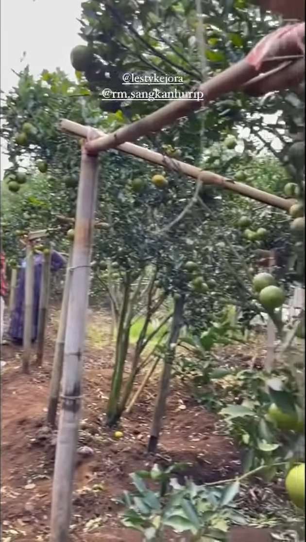 Jarang Terekspos, Inilah Potret Kebun Jeruk Lesti Kejora yang Super Luas dan Berbuah Lebat!