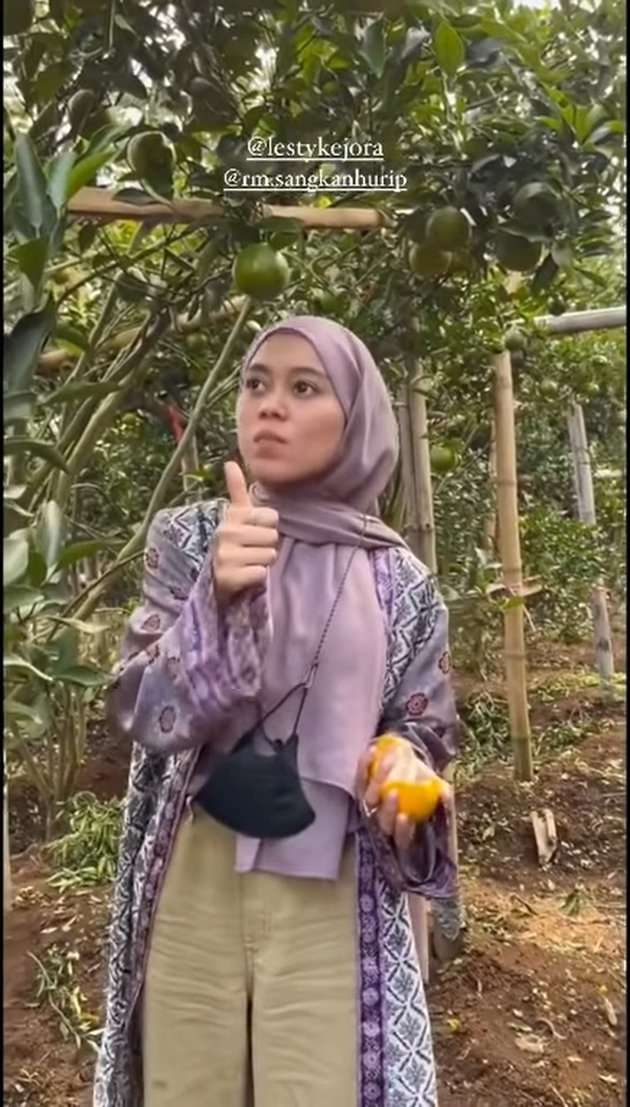 Jarang Terekspos, Inilah Potret Kebun Jeruk Lesti Kejora yang Super Luas dan Berbuah Lebat!