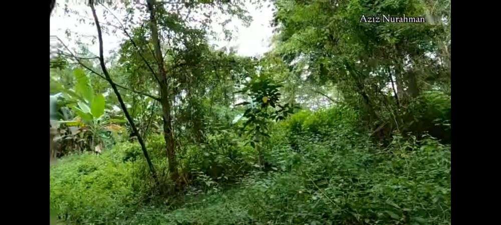 10 Potret Rumah Singgah Ahmad Dhani yang Terbengkalai 5 Tahun, Bak ‘Ditelan’ Pepohonan, Serem Abis!