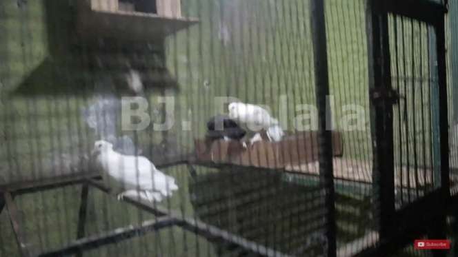 10 Potret Rumah Anton Medan ‘Mantan Mafia’ yang Paling Ditakuti, Bikin Tajub, Punya Masjid & Ponpes Super Megah!