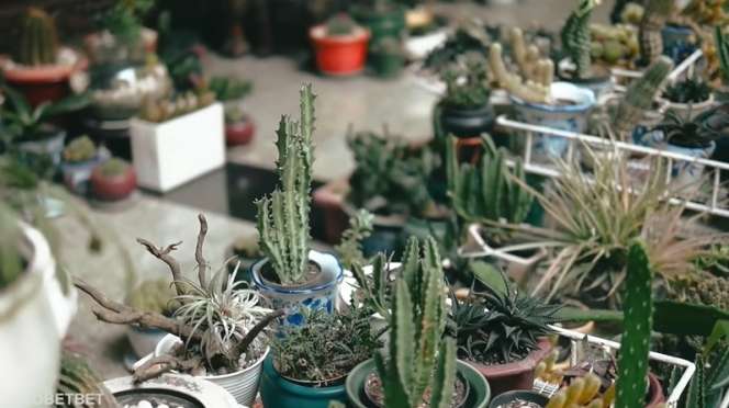 8 Potret Rumah Keponakan Soeharto di Menteng, Tamannya Bak Kebun Raya Bogor, Bikin Kesasar!