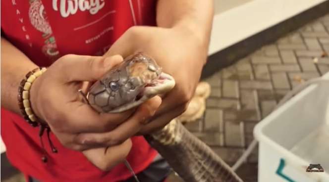 Ular King Kobra Gigit Pawang hingga Tewas Kini Diserahkan ke Panji Petualang, Lihat 7 Penampakannya Bikin Bergidik!