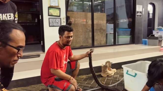Ular King Kobra Gigit Pawang hingga Tewas Kini Diserahkan ke Panji Petualang, Lihat 7 Penampakannya Bikin Bergidik!