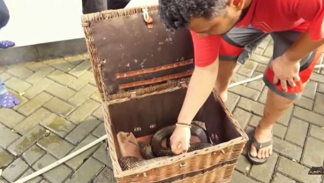Ular King Kobra Gigit Pawang hingga Tewas Kini Diserahkan ke Panji Petualang, Lihat 7 Penampakannya Bikin Bergidik!