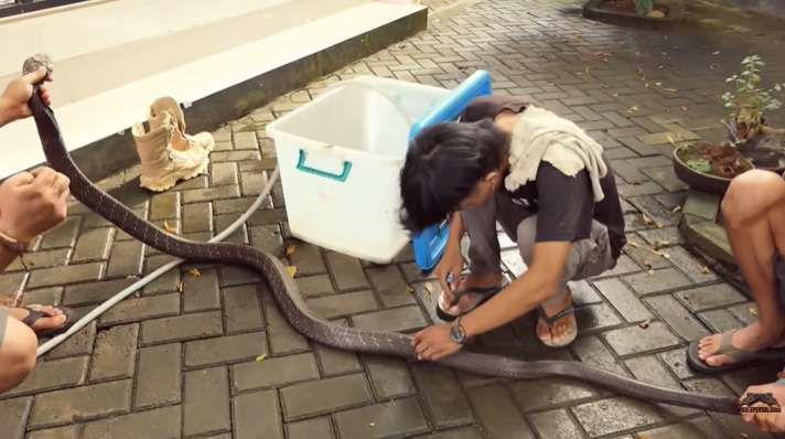 Ular King Kobra Gigit Pawang hingga Tewas Kini Diserahkan ke Panji Petualang, Lihat 7 Penampakannya Bikin Bergidik!