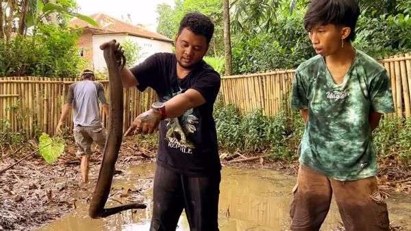 Potret Panji Petualang Kuras Empang Emak, Ternyata Ketemu Ular Predator Gendut Bermuka Jelek!
