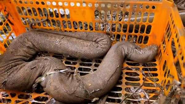 Potret Panji Petualang Kuras Empang Emak, Ternyata Ketemu Ular Predator Gendut Bermuka Jelek!