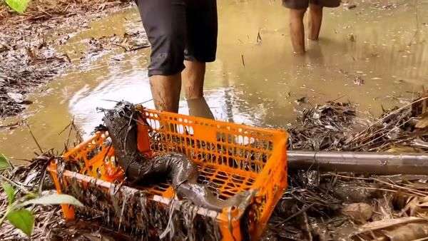 Potret Panji Petualang Kuras Empang Emak, Ternyata Ketemu Ular Predator Gendut Bermuka Jelek!