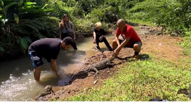 9 Potret Panji Petualang Temukan Biawak `Rasa` Komodo, Pemakan Sapi, Ukurannya Bikin Bergidik!