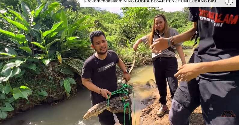9 Potret Panji Petualang Temukan Biawak `Rasa` Komodo, Pemakan Sapi, Ukurannya Bikin Bergidik!