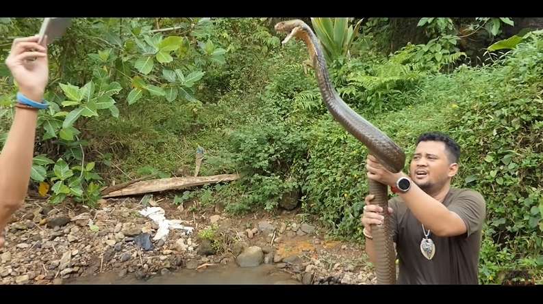 Panji Petualang Sampai Gak Kuat Tangkap King Kobra ‘Monster’, Garaga Gak Ada Apa-apanya!