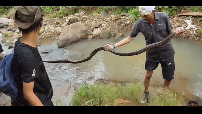 Panji Petualang Sampai Gak Kuat Tangkap King Kobra ‘Monster’, Garaga Gak Ada Apa-apanya!