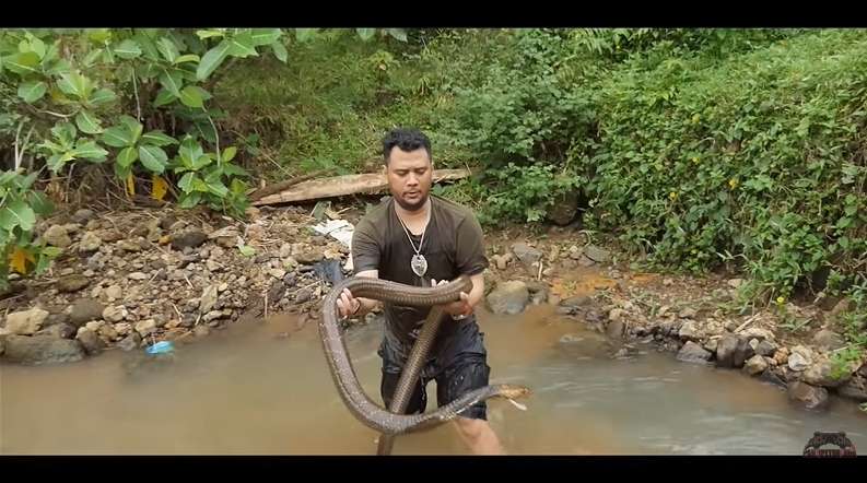 Panji Petualang Sampai Gak Kuat Tangkap King Kobra ‘Monster’, Garaga Gak Ada Apa-apanya!