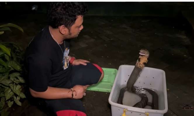 Ular King Kobra Pembunuh Ini Nyaris Gigit Tangan Panji Petualang, Lihat 7 Penampakannya Bikin Bergidik!