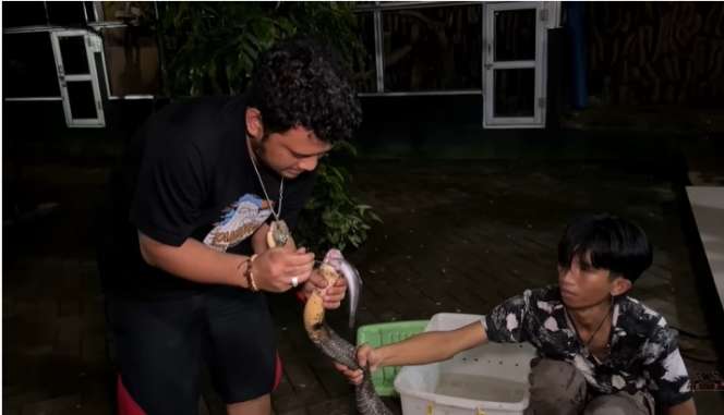 Ular King Kobra Pembunuh Ini Nyaris Gigit Tangan Panji Petualang, Lihat 7 Penampakannya Bikin Bergidik!