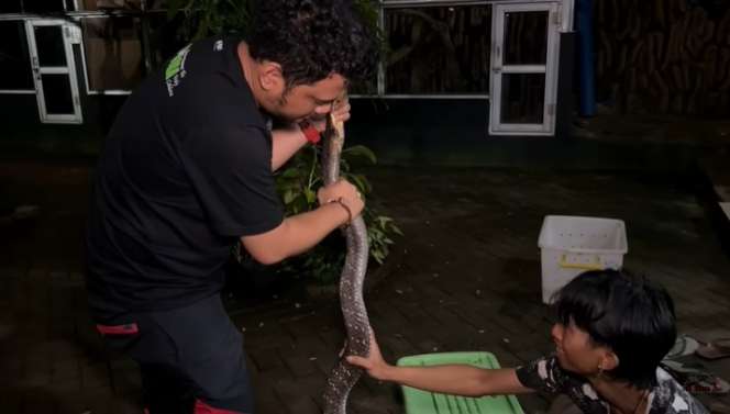 Ular King Kobra Pembunuh Ini Nyaris Gigit Tangan Panji Petualang, Lihat 7 Penampakannya Bikin Bergidik!