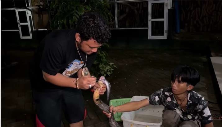 Ular King Kobra Pembunuh Ini Nyaris Gigit Tangan Panji Petualang, Lihat 7 Penampakannya Bikin Bergidik!