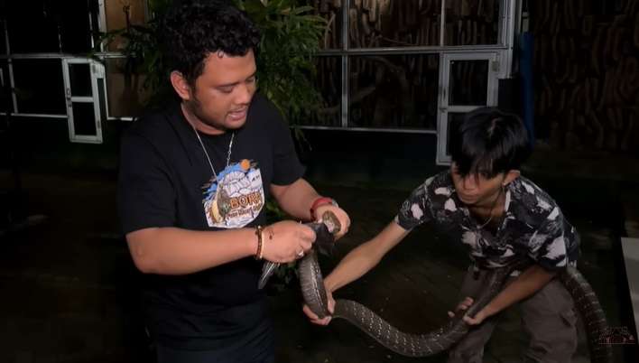 Ular King Kobra Pembunuh Ini Nyaris Gigit Tangan Panji Petualang, Lihat 7 Penampakannya Bikin Bergidik!