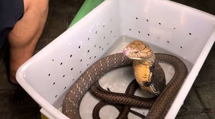 Ular King Kobra Pembunuh Ini Nyaris Gigit Tangan Panji Petualang, Lihat 7 Penampakannya Bikin Bergidik!